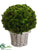 Preserved Celosia Ball - Green - Pack of 1