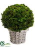 Silk Plants Direct Preserved Celosia Ball - Green - Pack of 1