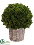 Silk Plants Direct Preserved Celosia Ball - Green - Pack of 1