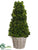 Preserved Celosia Cone Topiary - Green - Pack of 1