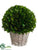 Preserved Boxwood Ball - Green - Pack of 1