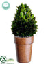 Silk Plants Direct Preserved Boxwood Topiary Cone - Green - Pack of 6