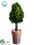 Preserved Boxwood Topiary Cone - Green - Pack of 6