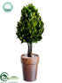 Silk Plants Direct Preserved Boxwood Topiary Cone - Green - Pack of 6