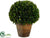 Preserved Boxwood Ball Topiary - Green - Pack of 2