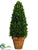 Preserved Boxwood Cone Topiary - Green - Pack of 1