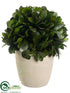 Silk Plants Direct Preserved Tea Leaf Ball - Green - Pack of 1