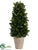 Preserved Tea Leaf Cone Topiary - Green - Pack of 1