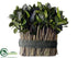 Silk Plants Direct Preserved Tea Leaf Twig Bundle - Green - Pack of 6