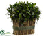 Silk Plants Direct Preserved Tea Leaf Twig Bundle - Green - Pack of 2