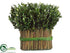 Silk Plants Direct Preserved Boxwood Bundle - Green - Pack of 2