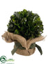 Silk Plants Direct Preserved Tea Leaf Ball - Green - Pack of 2