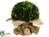 Silk Plants Direct Preserved Boxwood Ball - Green - Pack of 4