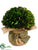 Preserved Boxwood Ball - Green - Pack of 4