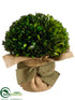 Silk Plants Direct Preserved Boxwood Ball - Green - Pack of 4