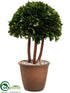 Silk Plants Direct Preserved Boxwood Topiary Ball - Green - Pack of 2