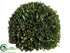 Silk Plants Direct Preserved Boxwood Ball - Green - Pack of 1
