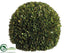 Silk Plants Direct Preserved Boxwood Ball - Green - Pack of 1