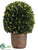 Preserved Boxwood Ball - Green - Pack of 4