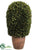 Preserved Boxwood Ball Topiary - Green - Pack of 1