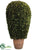 Preserved Boxwood Ball Topiary - Green - Pack of 1