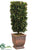 Preserved Boxwood Rectangular Topiary - Green - Pack of 3