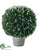 Silk Plants Direct Snowed Preserved Tea Leaf Half-Ball - Green White - Pack of 1