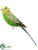 Parakeet Bird - Green Yellow - Pack of 12