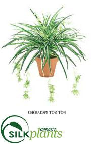 silk spider plant Spider Plant - - Pack of 6 - (C-0436SZS)