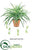 Spider Plant -  - Pack of 6