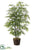 Silk Plants Direct Black Bamboo Tree - Green - Pack of 1