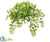Silk Plants Direct Maidenhair Fern Bush - Green - Pack of 24