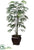 Silk Plants Direct Rhapis Palm Tree - Green - Pack of 1