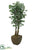 Silk Plants Direct Oriental Ficus Tree - Green - Pack of 1
