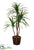 Silk Plants Direct Yucca Tree - Green - Pack of 1