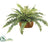 Boston Fern -  - Pack of 1