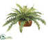 Silk Plants Direct Boston Fern - - Pack of 1