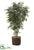 Silk Plants Direct Ficus Tree - Green - Pack of 1