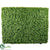 Trimmed Boxwood Hedge - Green - Pack of 1