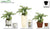 Silk Plants Direct Cycas Plant - Green - Pack of 1