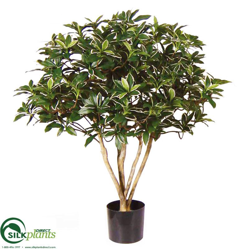 Brazilian Pittosporum Green Pack of 2 (SPDC39471PS
