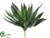Agave Plant - Green Purple - Pack of 12