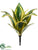 Agave Plant - Green Variegated - Pack of 24