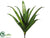 Aloe Plant - Green - Pack of 12