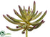Silk Plants Direct Spike Aeonium - Green Burgundy - Pack of 24