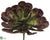 Aeonium - Green Burgundy - Pack of 6