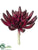 Aeonium Pick - Burgundy - Pack of 12