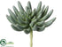 Silk Plants Direct Aeonium Pick - Green Gray - Pack of 6