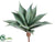 Agave - Green Frosted - Pack of 2