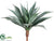 Large Agave - Green Frosted - Pack of 2